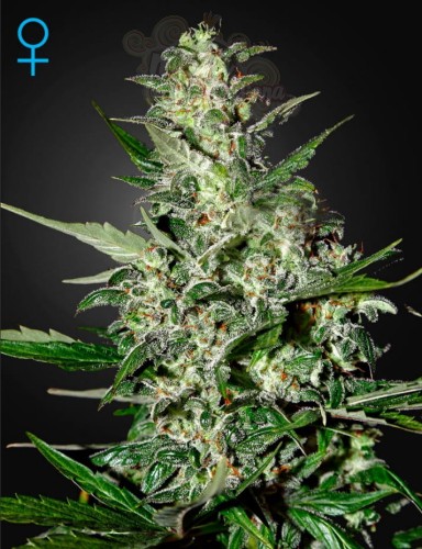 GREEN HOUSE SEEDS - Super Critical Auto