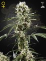 GREEN HOUSE SEEDS - Super Lemon Haze