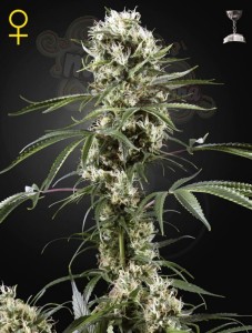 GREEN HOUSE SEEDS - Super Lemon Haze
