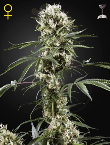 GREEN HOUSE SEEDS - Super Lemon Haze
