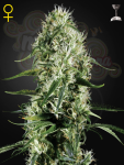 GREEN HOUSE SEEDS - Super Silver Haze