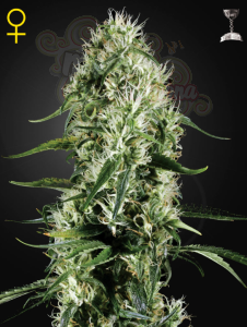 GREEN HOUSE SEEDS - Super Silver Haze