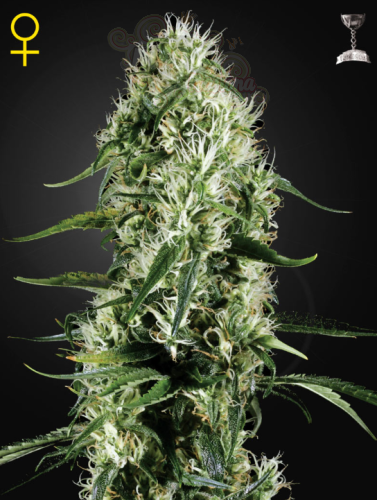 GREEN HOUSE SEEDS - Super Silver Haze
