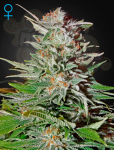 GREEN HOUSE SEEDS - Super Lemon Haze Auto