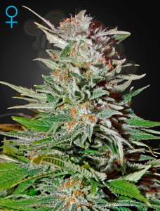 GREEN HOUSE SEEDS - Super Lemon Haze Auto