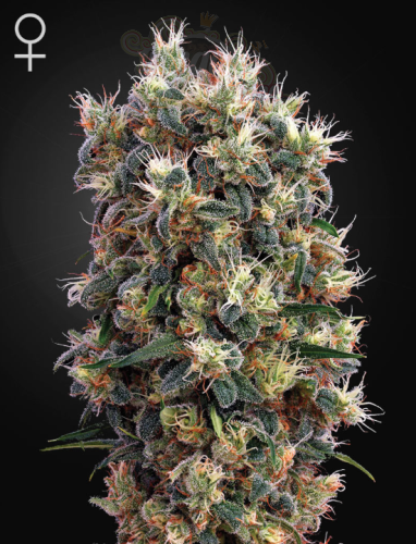GREEN HOUSE SEEDS - The Church