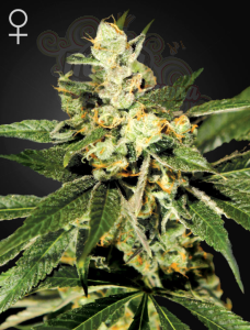 GREEN HOUSE SEEDS - Train Wreck