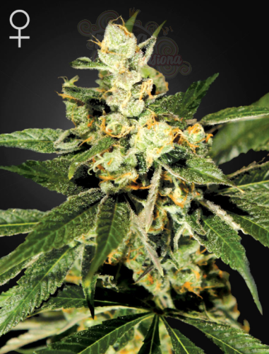 GREEN HOUSE SEEDS - Train Wreck