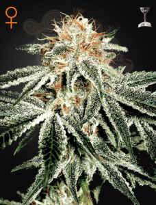 GREEN HOUSE SEEDS - White Widow