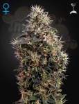 GREEN HOUSE SEEDS - Sweet Mango Auto