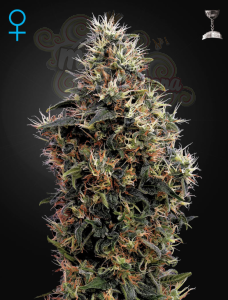 GREEN HOUSE SEEDS - Sweet Mango Auto