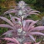 SAGARMATHA - Purple Pinecone