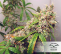 DUTCH PASSION - Auto Euforia®