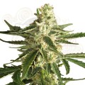LSD Auto