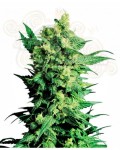 LSD Auto