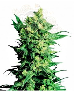 LSD Auto