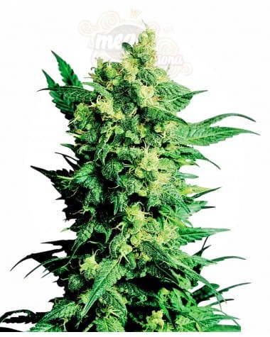 LSD Auto