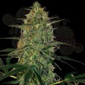 LSD Auto