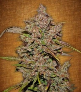 FastBuds - Crystal Meth Auto