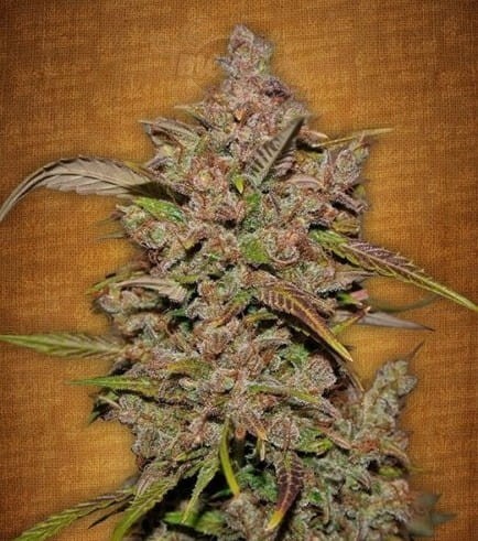 FastBuds - Crystal Meth Auto