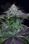 Dinafem - Dinamed Kush CBD Autoflowering