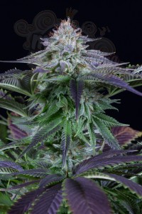 Dinafem - Dinamed Kush CBD Autoflowering