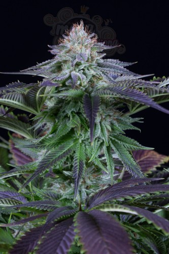 Dinafem - Dinamed Kush CBD Autoflowering