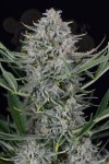 Dinafem - Cookies Autoflowering