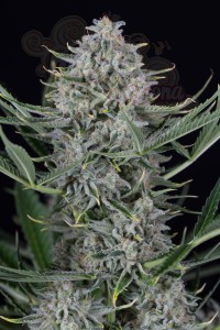 Dinafem - Cookies Autoflowering