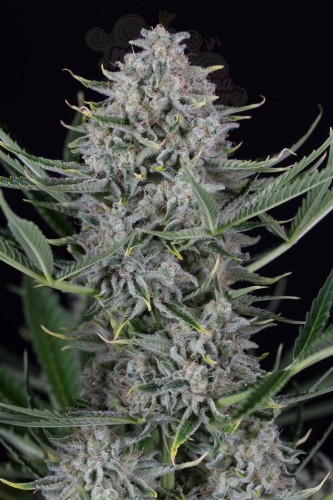 Dinafem - Cookies Autoflowering