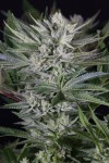 Dinafem - Quick Gorilla