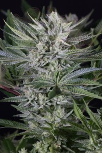 Dinafem - Quick Gorilla