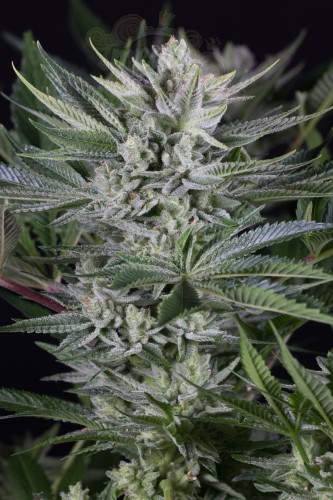 Dinafem - Quick Gorilla