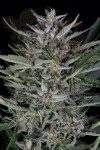 Dinafem - Gorilla Autoflowering