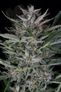 Dinafem - Gorilla Autoflowering