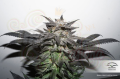  DUTCH PASSION - Bubba Island Kush®