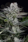 Dinafem - Gorilla CBD