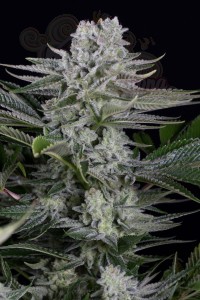 Dinafem - Gorilla CBD