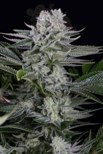 Dinafem - Gorilla CBD