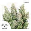 DUTCH PASSION - Auto Think Different®