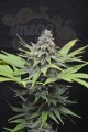 CBD Critical Mass (Odmiana medyczna)