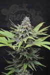 CBD Critical Mass (Odmiana medyczna)