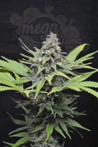 CBD Critical Mass (Odmiana medyczna)