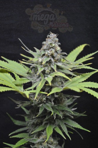 CBD Critical Mass (Odmiana medyczna)