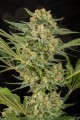 DINAFEM - Critical Cheese