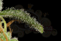 DINAFEM - Cheese Autoflowering