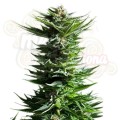 ROYAL QUEEN SEEDS - Shining Silver Haze®