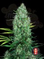 SERIOUS SEEDS - Serious 6