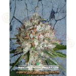 MINISTRY OF CANNABIS - Big Bud XXL