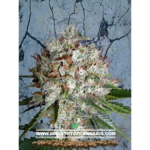 MINISTRY OF CANNABIS - Big Bud XXL